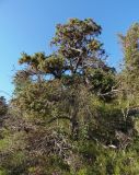 Juniperus deltoides. Взрослое дерево. Крым, Белогорский р-н, возле Топловского монастыря, лесная полянка на склоне возле дороги к источникам. 11.08.2018.