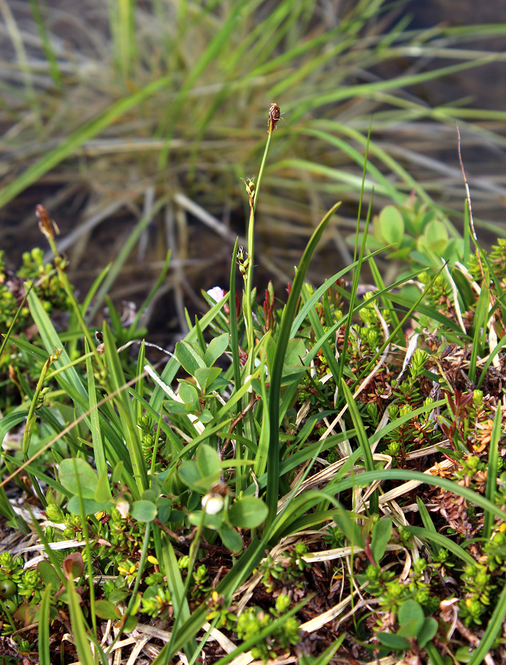 Изображение особи Carex vaginata ssp. quasivaginata.