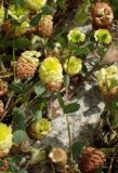 Trifolium campestre