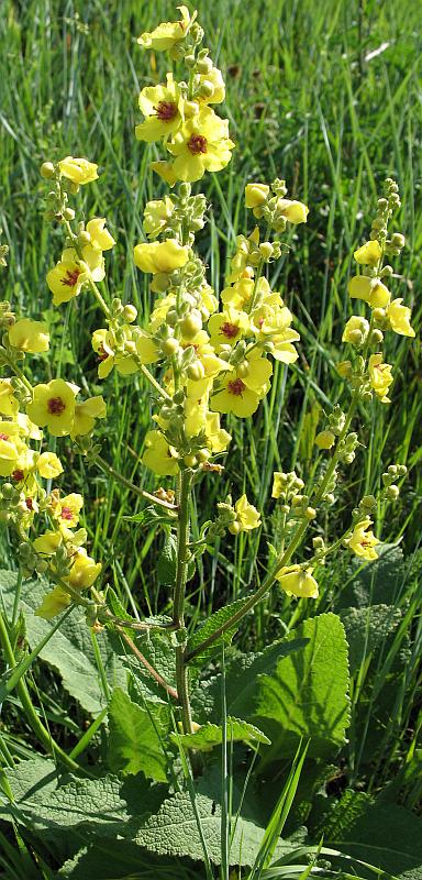 Изображение особи Verbascum marschallianum.