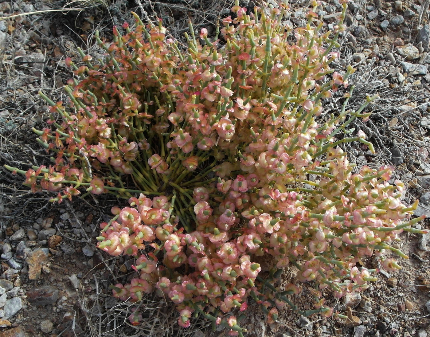 Изображение особи Anabasis truncata.