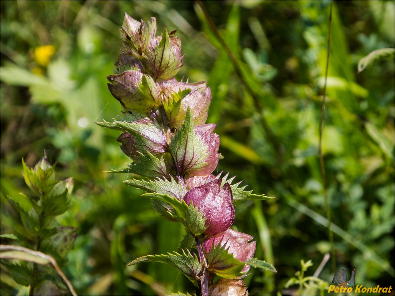 Изображение особи Rhinanthus serotinus.