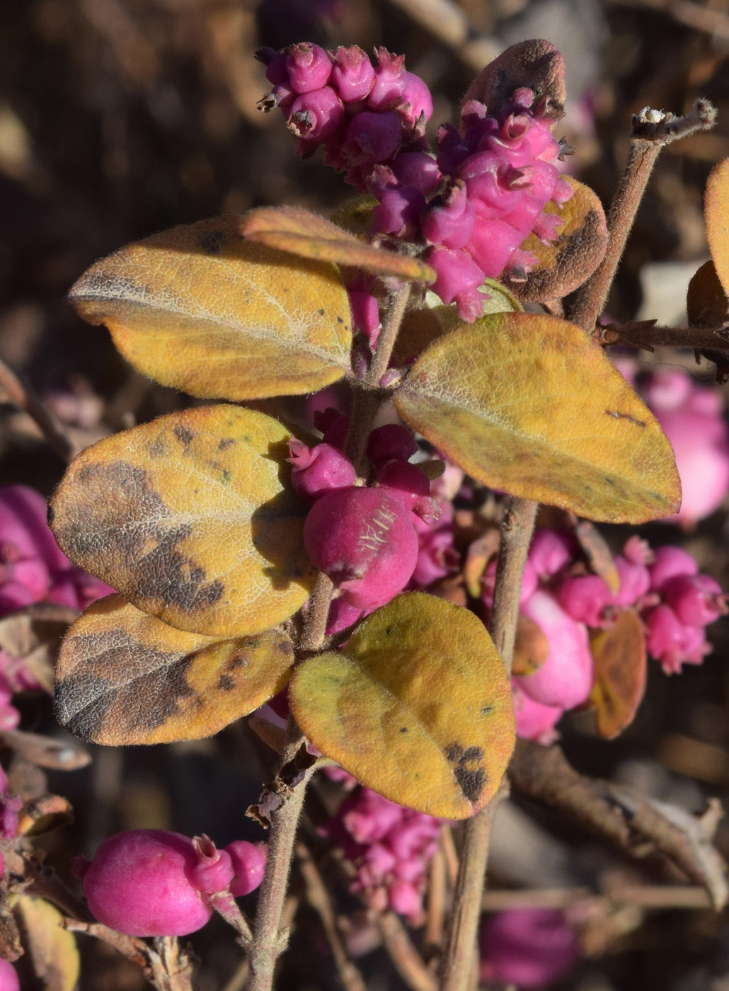 Изображение особи Symphoricarpos &times; chenaultii.