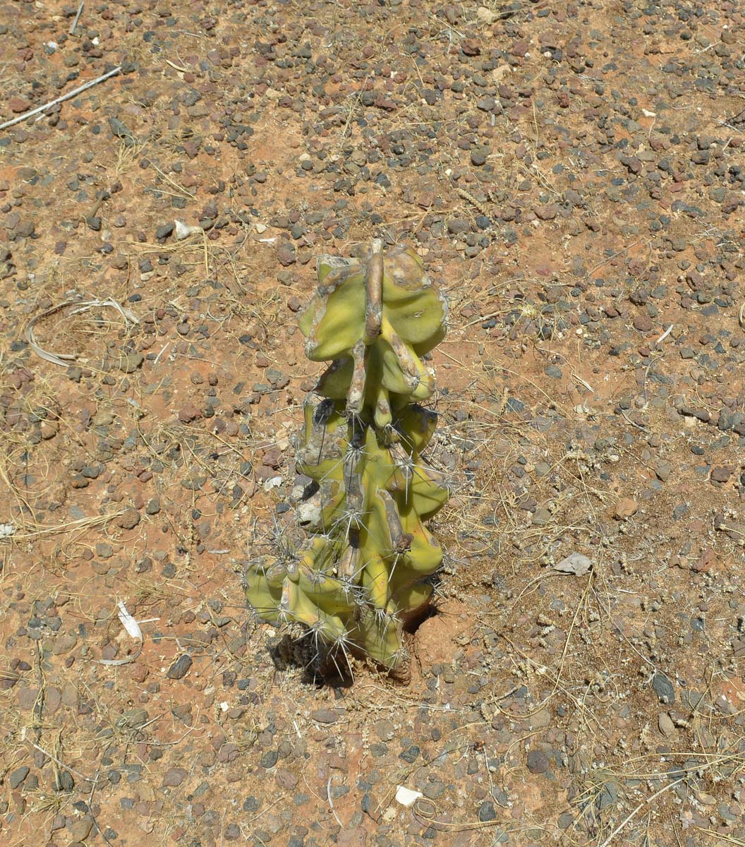 Изображение особи Cereus peruvianus var. monstrosus.