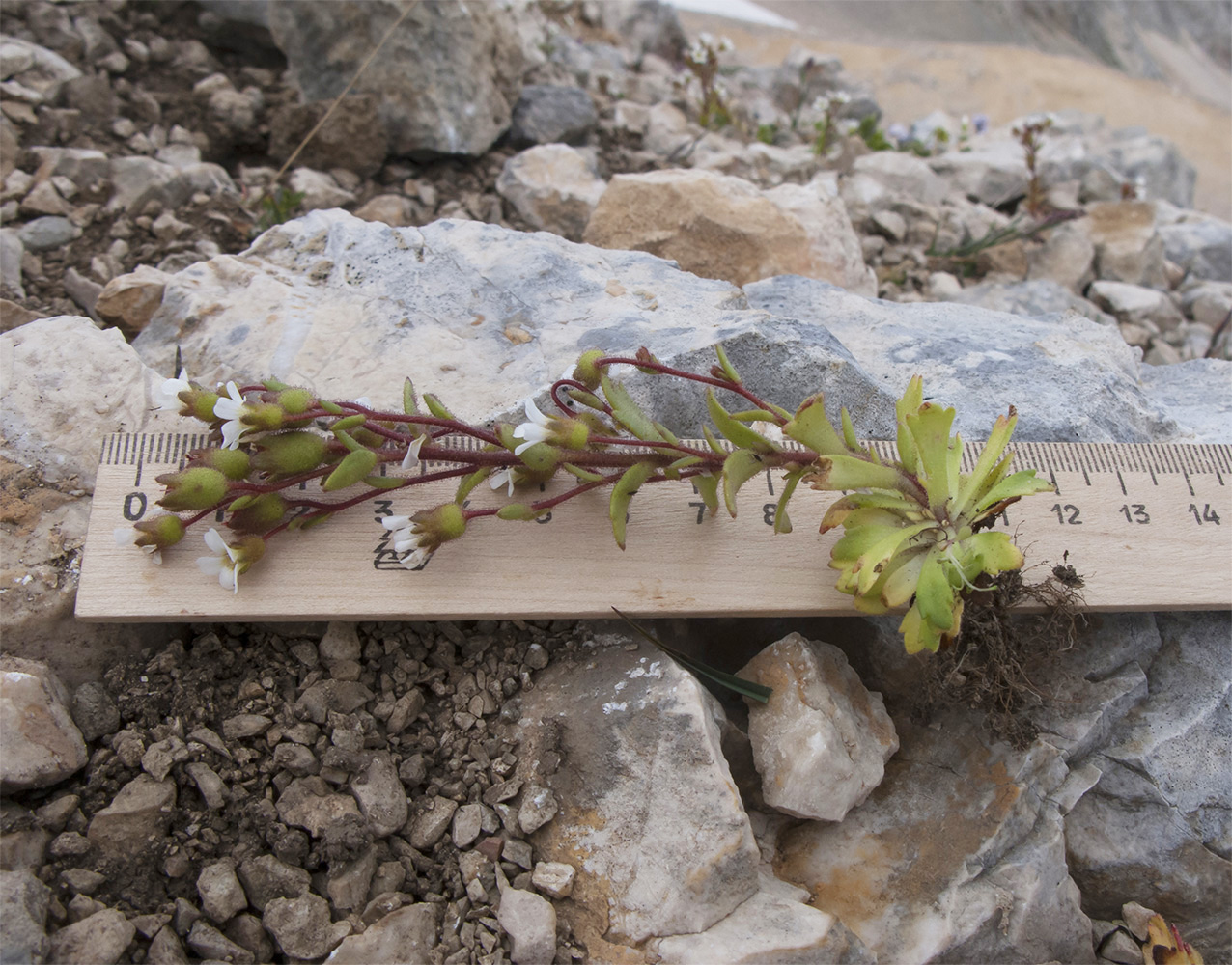 Изображение особи Saxifraga adscendens.