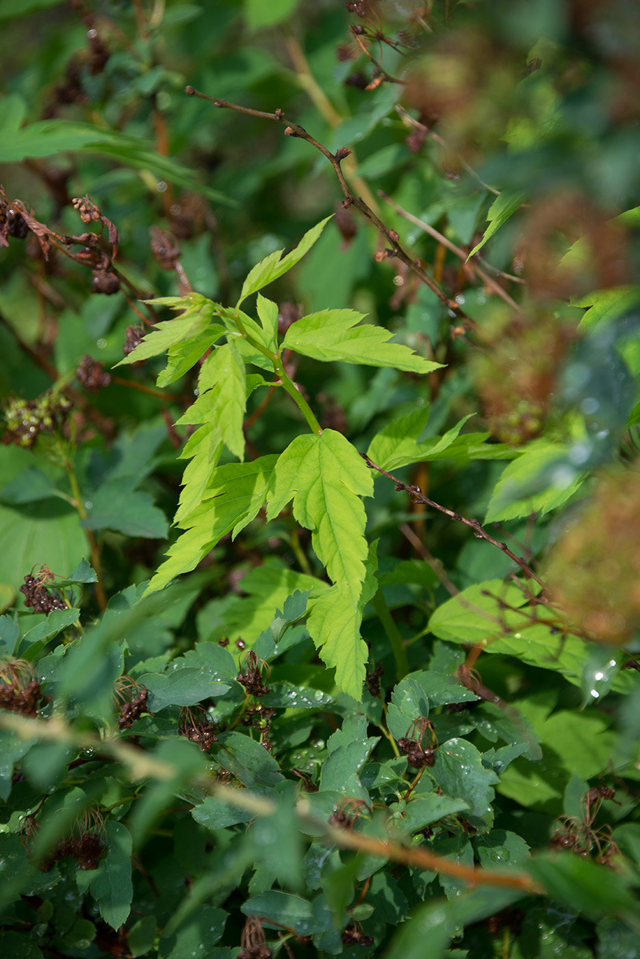 Изображение особи Spiraea chamaedryfolia.