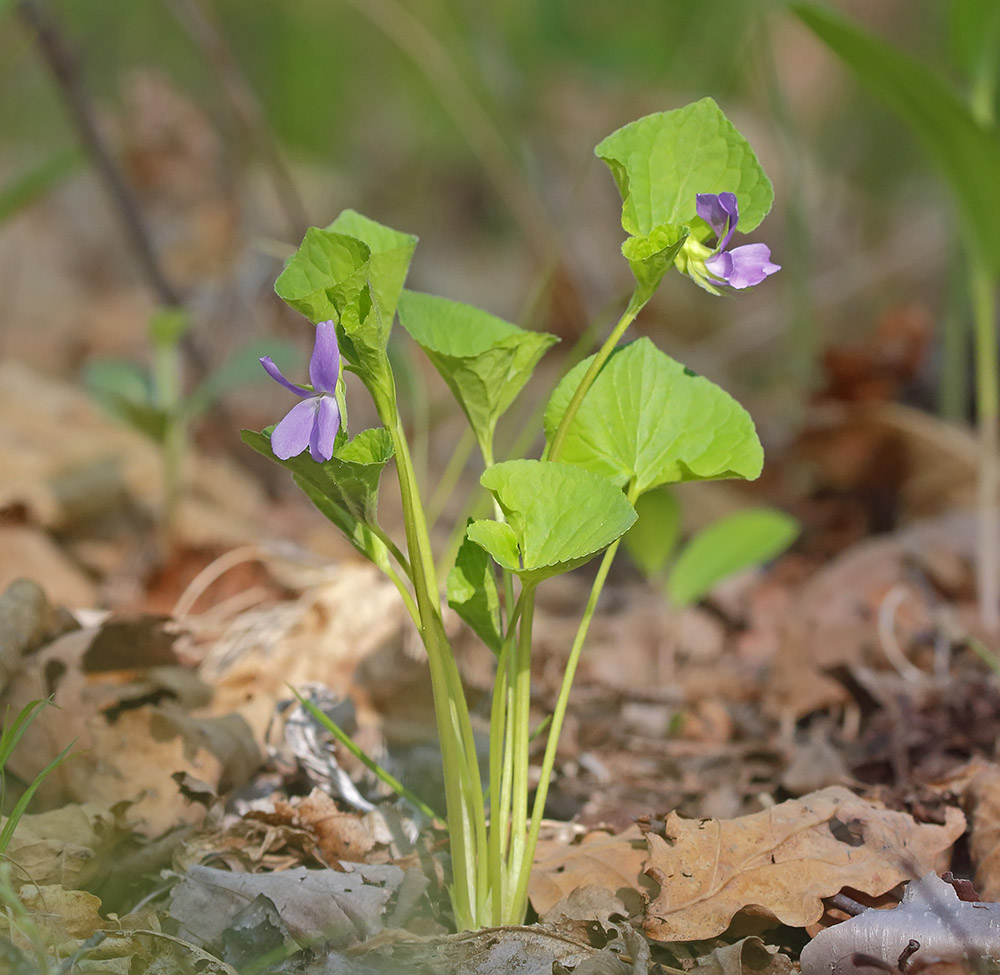 Изображение особи Viola brachysepala.