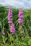 Lythrum salicaria