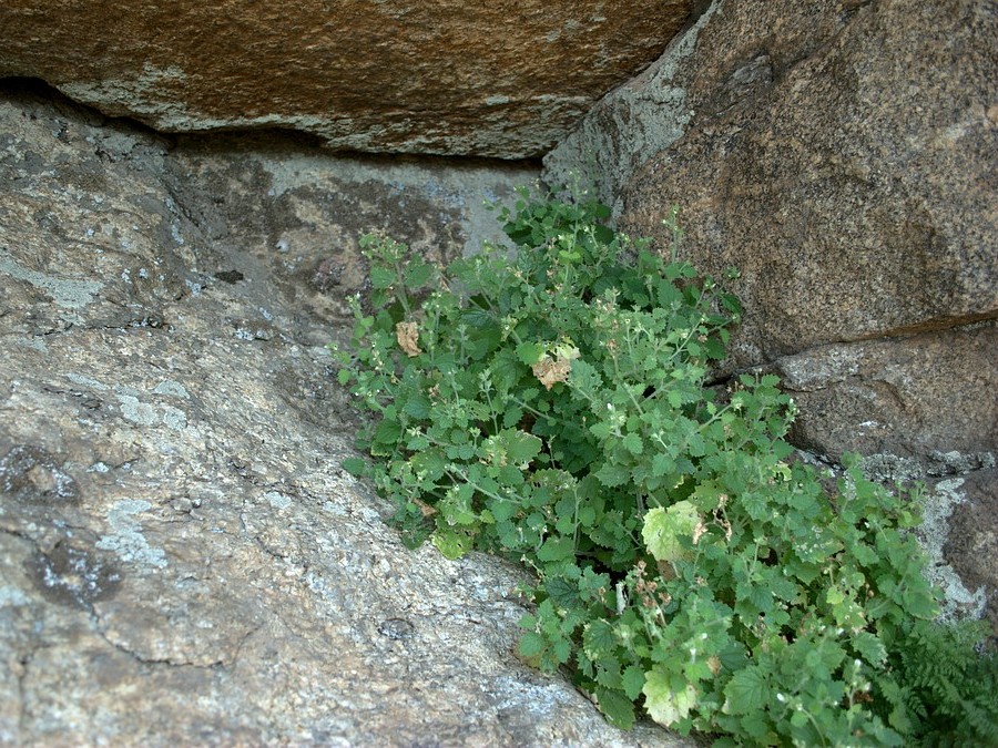 Изображение особи Scrophularia altaica.