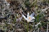 Crocus reticulatus