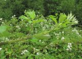 Rubus sanctus. Верхушка побега. Краснодарский край, Абинский р-н, ст-ца Холмская, луг. 13.06.2020.