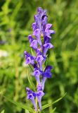 Scutellaria baicalensis