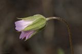 Geranium columbinum. Цветок. Крым, Бахчисарайский р-н, окр. пгт Куйбышево, склон каменистого холма. 02.05.2022.