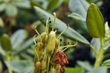 Rhododendron brachycarpum