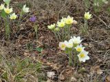 Pulsatilla orientali-sibirica