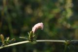 Cichorium intybus