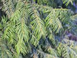 Taxus baccata