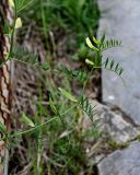 Vicia grandiflora. Верхушка цветущего и плодоносящего растения. Грузия, Самцхе-Джавахети, пещерный монастырь Вардзиа, у подножия каменной стены. 13.06.2023.