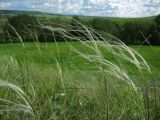 род Stipa. Верхушки плодоносящих растений. Татарстан, Бугульминский р-н. 11.06.2011.