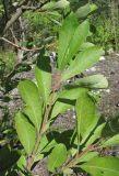 Salix cinerea