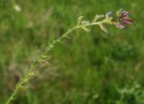 Oxytropis ornata