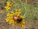 Achillea micrantha. Соцветие с кормящимся жуком. Украина, Днепропетровская обл., Петриковский р-н, окр. с. Шульговка, сосновые лесонасаждения на песке. 04.07.2011.