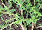 Amaranthus albus