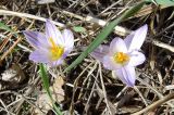 Crocus reticulatus