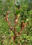 Salix myrsinites. Верхушка растения. Архангельская обл., Вельский р-н, заболоченный сфагновый лес. 15.08.2012.