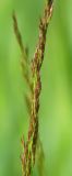 Agrostis tenuis