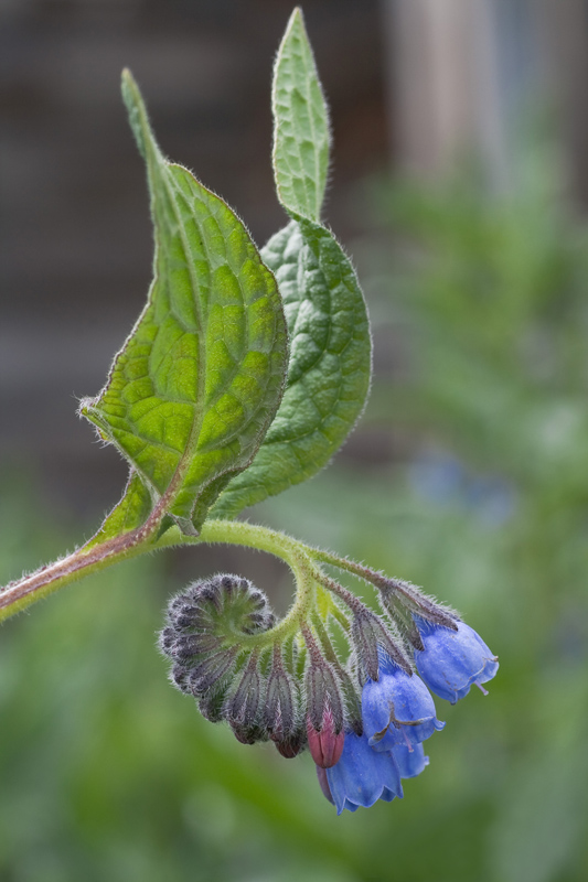 Изображение особи Symphytum caucasicum.