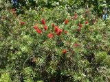 genus Callistemon. Верхушки побегов с соцветиями. Португалия, Баталья, парк. 16.07.2012.