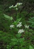 Chaerophyllum temulum