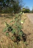 Alcea rugosa. Цветущее растение. Крым, Ленинский р-н, окр. г. Щелкино, берег оз. Акташ, искусственно облесенная степь. 19 июня 2013 г.