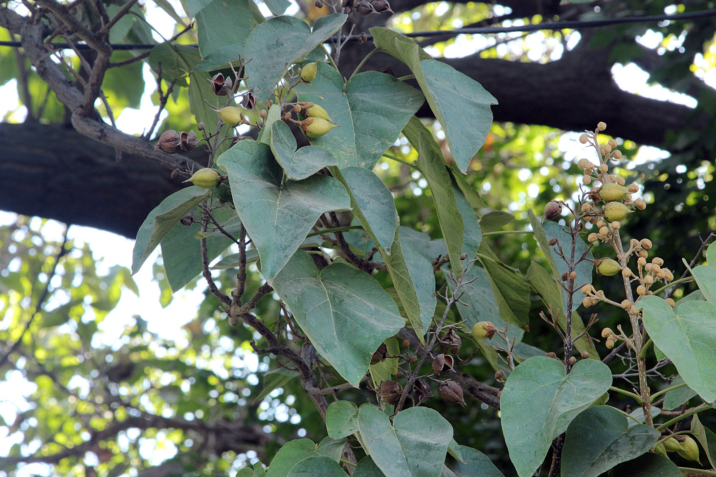 Изображение особи Paulownia tomentosa.