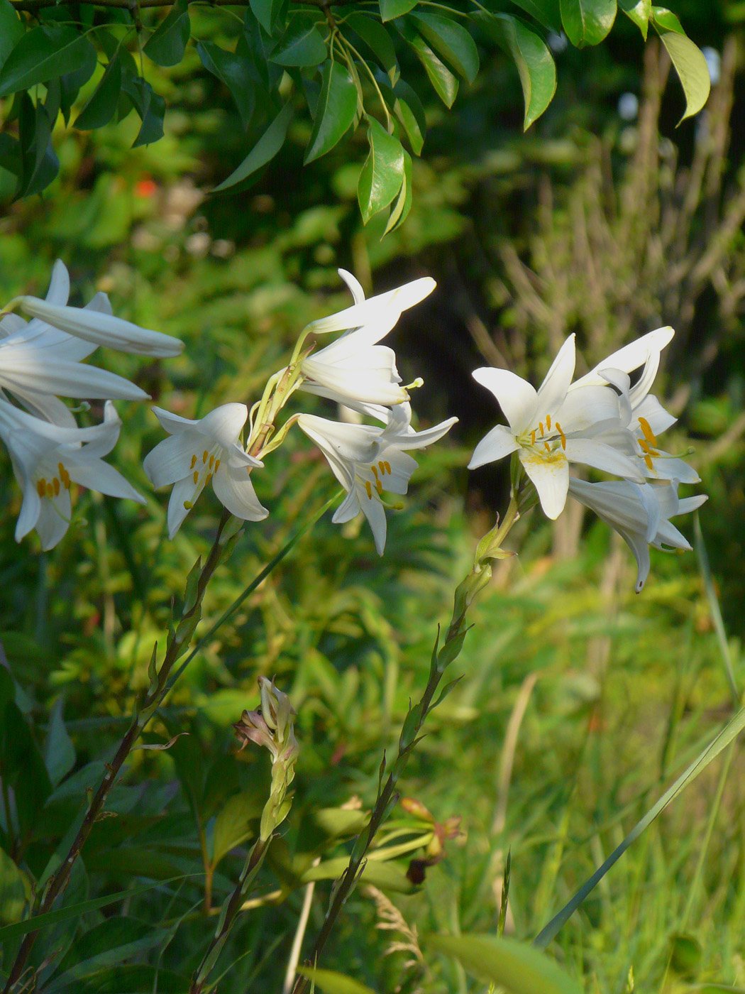 Изображение особи Lilium candidum.