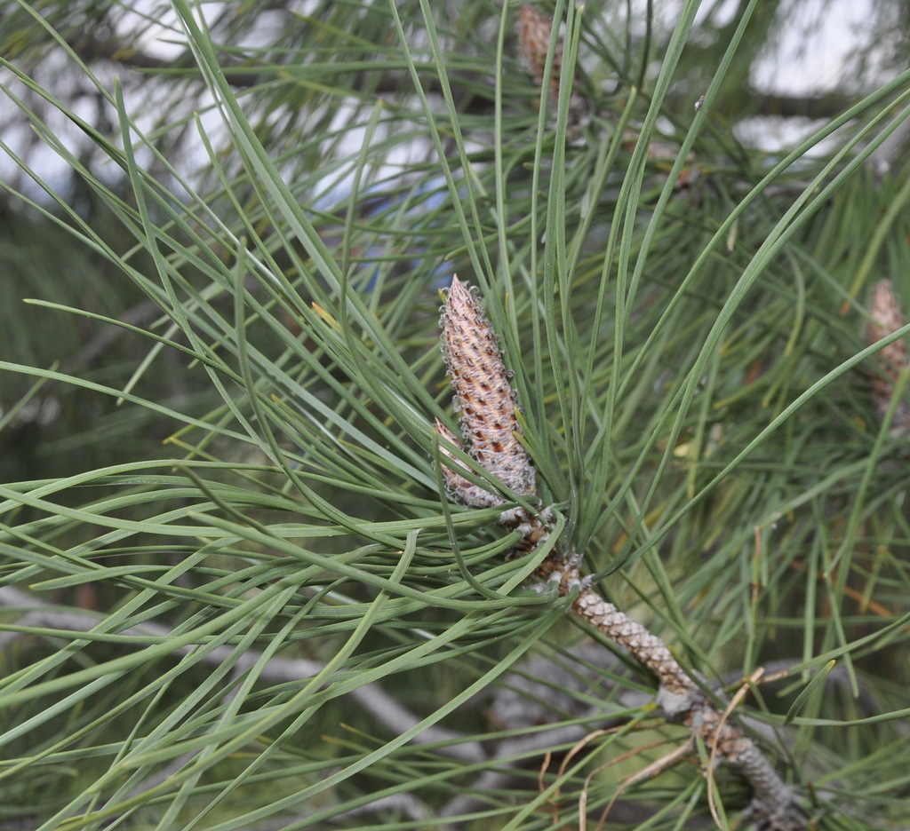 Image of Pinus pinaster specimen.