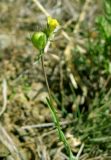 Linaria simplex