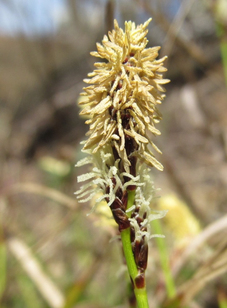 Изображение особи Carex ericetorum.