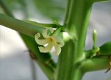 Carica papaya. Цветок. Андаманские острова, остров Нил, в культуре. 04.01.2015.
