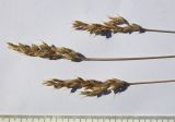 Bromus hordeaceus