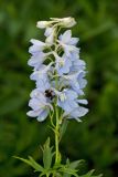 Delphinium &times; phoeniceum