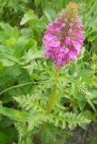 Pedicularis macrochila