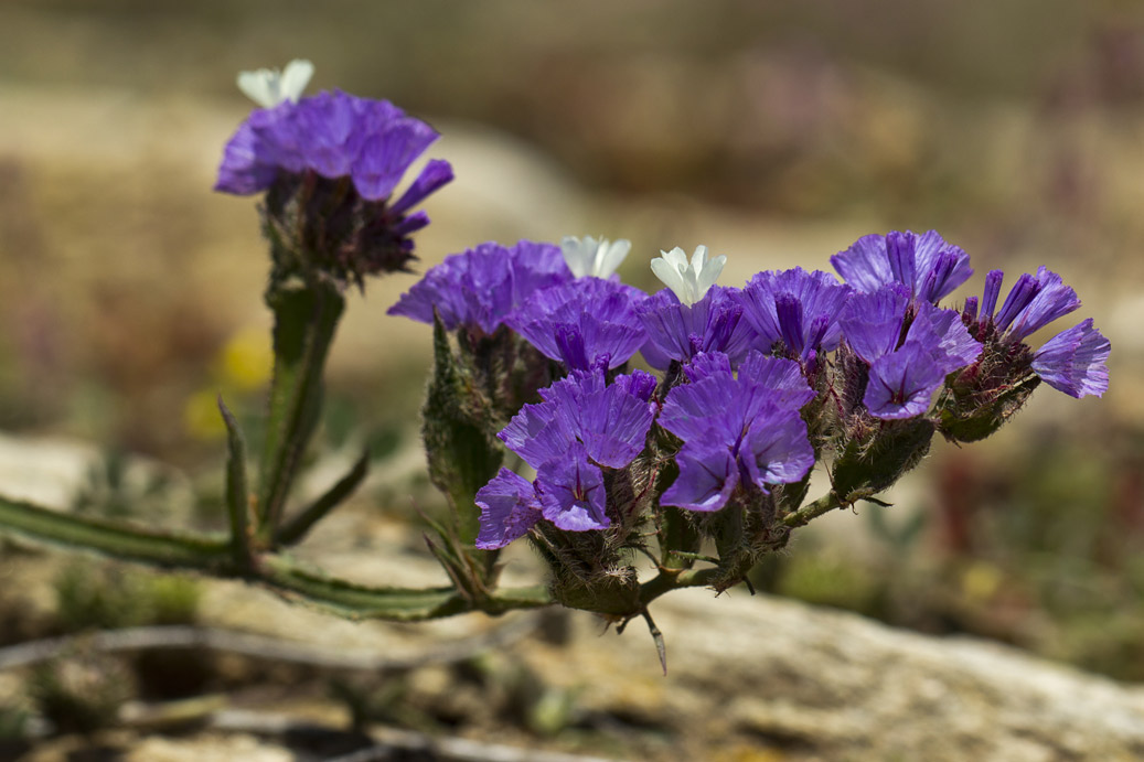 Изображение особи Limonium sinuatum.