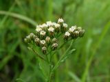 Achillea alpina