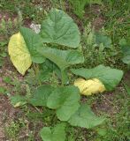 Ligularia thomsonii