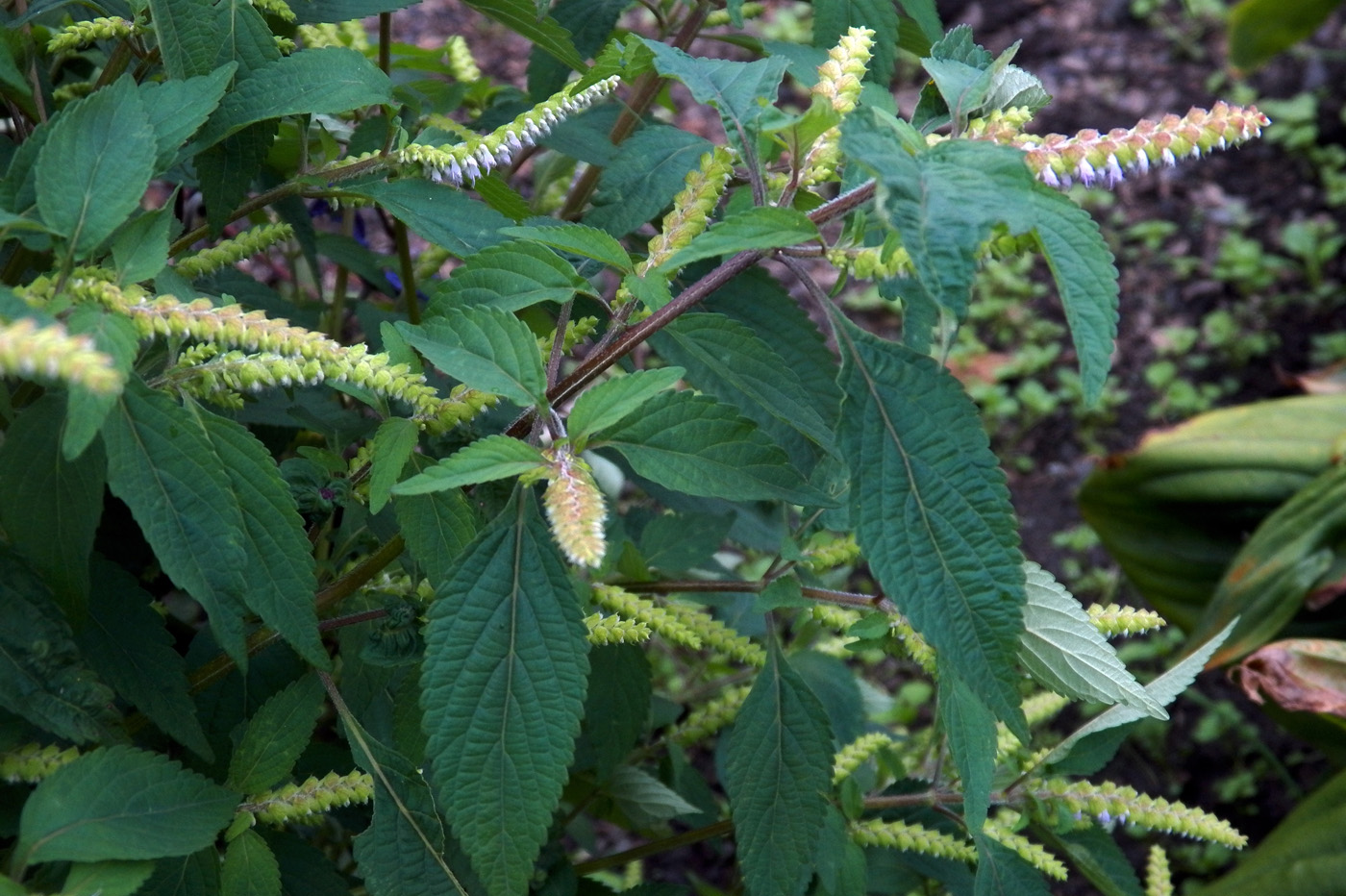 Изображение особи Elsholtzia ciliata.