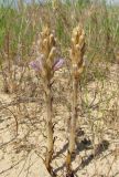 Phelipanche arenaria. Зацветающие растения (паразитируют на Artemisia arenaria). Краснодарский край, м/о город-курорт Анапа, окр. с. Витязево, Витязевская коса, закреплённые пески. 7 июня 2017 г.