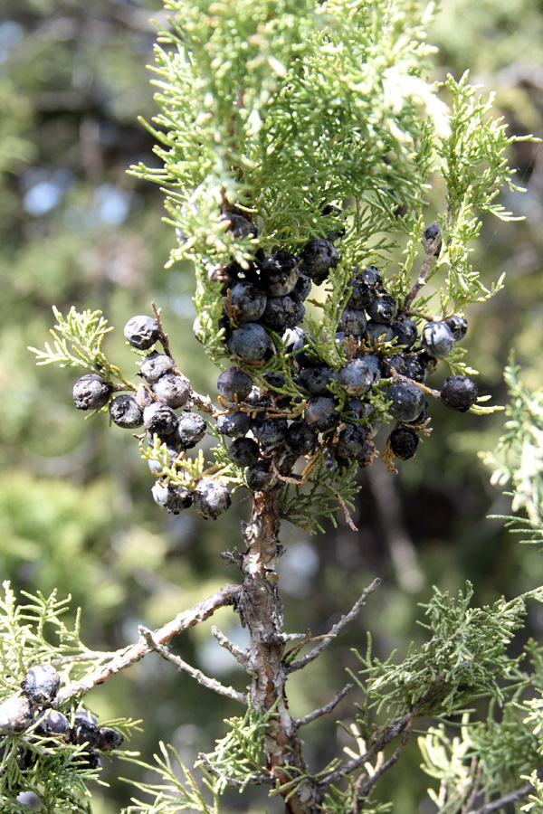 Изображение особи Juniperus seravschanica.