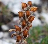 Pedicularis oederi. Верхушка соплодия с раскрывшимися семенными коробочками. Коми, Интинский р-н, Приполярный Урал, хр. Росомаха, водораздел р. Балбанъю и руч. Еркусей, западные отроги г. Чёрная, скально-осыпные выходы доломитов на крутом склоне. 05.08.2017.